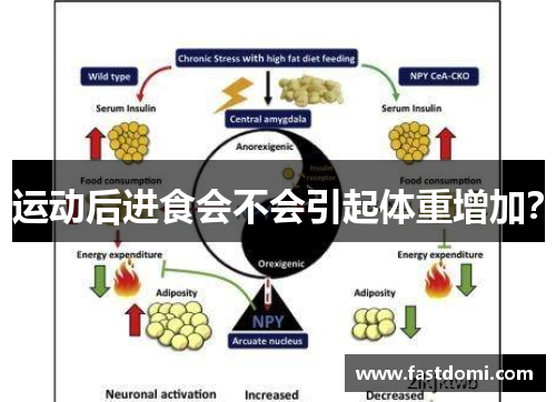 运动后进食会不会引起体重增加？